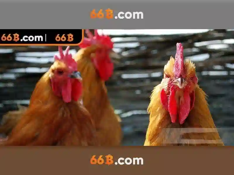 66B là gì?