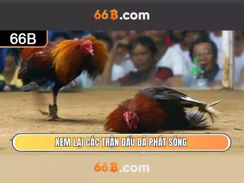 Ung dung cua 66b trong san xuat va lap trinh