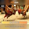 66b: khái niệm và ứng dụng